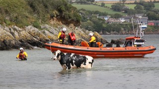 Video: Freezin’ Friesian rescued following cliff ‘tumble’