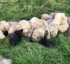 11 more lambs illegally butchered in Daventry district