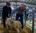 Entries open for second Premier Beef & Lamb Championships