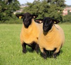 Suffolk Sheep Society: 125 years of breeding excellence for Irish farmers