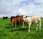 Beef support is at the top of UFU agenda