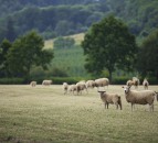 NSA launches its 2021 sheep worrying survey