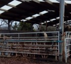 Farmer given suspended jail sentence for animal neglect