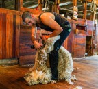 Oxfordshire farmer to attempt new world sheep shearing record