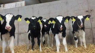 One retailer’s answer to the bull calf crisis in the UK