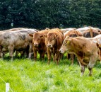Northern farmers to hold meeting on beef sector issues