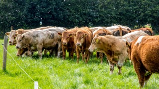 Northern farmers to hold meeting on beef sector issues