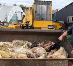 Farmer speaks of his devastation after illegal butchery of lambs and sheep