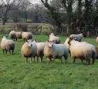 First 'Sheep Production Show' to go live this weekend