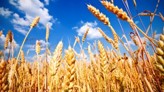Grain price: Latest WASDE reports lower wheat supplies
