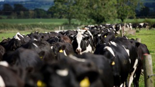 UK’s less intensive dairy in good place to benefit from new EU deal