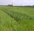 New research to trial crop mixtures for improved sustainability