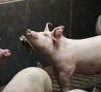 ASF spread continues in South Korea despite containment measures