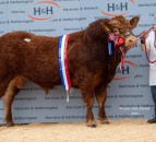 Ampertaine Opportunity tops Limousin bull trade at Carlisle at 40,000gns