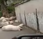 Graphic: Video shows extent of ASF in rural Chinese village