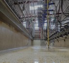 Research shows the effectiveness of selective dry cow therapy