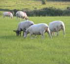 Testing of grass-fed Welsh Lamb reveals increased protein levels