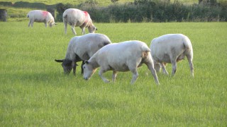 What can be done to reduce lameness in your flock?