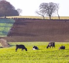 ‘Farmers in NI cannot produce food to a different set of rules to farmers in the south’