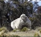 ‘Chris’ the record-breaking sheep dies
