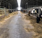 Dairy focus: A glimpse of how the other half lives in the Netherlands