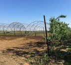 Mechanical weeder to be revealed to growers at new plum centre open day