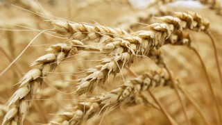 Grain price: Struggling to plant on the continent
