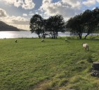Sheep Conference 2019: ‘Future-Proofing your Sheep Enterprise’ starts today