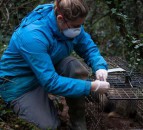 UK study claims badger cull survivors roam over greater areas
