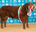 £10,800 Limousin-cross 'Rizzo' leads 2019 Welsh Winter Fair