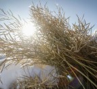 Grain price: Little movement in price or some harvest reports