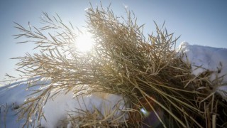 Grain price: Little movement in price or some harvest reports