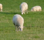 It’s soon time to start scanning early-lambing flocks