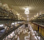 'Combi' barns banned in new higher British Lion welfare standards