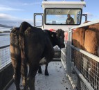 New custom-made ‘cot’ to carry livestock between islands on Lower Lough Erne