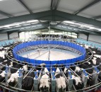 GDT hits 5 increases on the bounce in latest auction