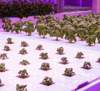Watch: 5ac of greens in 55m²? No imports…hyper-local food