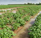 Despite the rain, British potato harvest is 89% complete