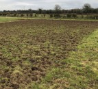 Farmers warned of liver fluke risks in wet weather