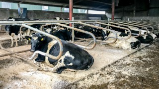 Why is it important to give cows an adequate dry period?