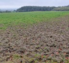 Grass growth: Could be time to pull the plug