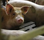 Quarter of world’s pigs could be lost to ASF – OIE president