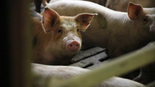 Quarter of world’s pigs could be lost to ASF – OIE president