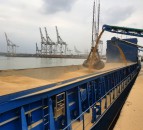 Grain price: UK exports moving at record pace