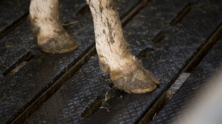 Cattle reported missing prompt investigations