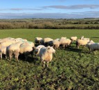 NSA and RSPCA unite to raise public awareness of sheep worrying by dogs
