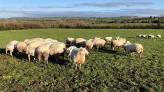 NSA and RSPCA unite to raise public awareness of sheep worrying by dogs