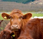 Spring-calving warning: Farmers advised to consider delaying weaning