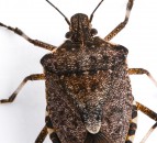 Winning projects announced to tackle key pests and diseases