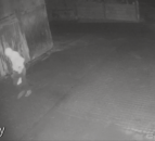 Police release CCTV footage of thief stealing agri diesel